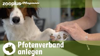 Pfotenverband für den Hund So verbindest du eine Pfote  Tierarzt QampA  zooplusde [upl. by Adabelle621]