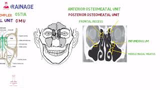 Osteomeatal unit [upl. by Pooley]