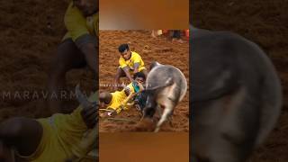 நண்பன்🤍  ஜல்லிக்கட்டு 2024 shorts jallikattu trending [upl. by Lectra888]