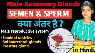 Accessory Glands of male reproductive system class 12  SEMEN SPERM  Human Reproduction in hindi [upl. by Yelsnya12]