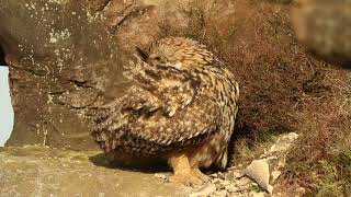 Amazing Footage of Eurasian Eagle Owl Preening in the UK  Discover Wildlife  Robert E Fuller [upl. by Dlared]