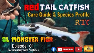 Redtail Catfish Care Guide  Redtail Catfish Species Profile  Redtail Catfish  Rare Monster Fish [upl. by Anatolio]