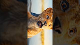 The Lion King Beautiful Movie Shorts  shorts ytshorts thelionking [upl. by Asir]