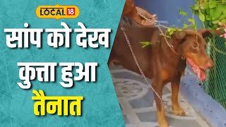 Pet Dog  जहरीले सांप पर भारी पड़ा कुत्ता मालिक की बचाई जान देखें Video  Local18 [upl. by Elihu115]