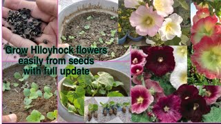 How to grow Hollyhock flower plant from seeds with full updateहॉलिहोक फूल को बीज से कैसे उगाये [upl. by Femmine52]