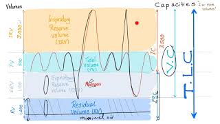 Pulmonary Function Tests PFTs  Spirometry  Lung Volumes amp Capacities Made Simple  Physiology [upl. by Mile]