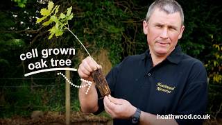 How to plant an Oak tree by Heathwood Nurseries [upl. by Behrens]