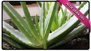 HOE MAAK JE ALOE VERA GEL❓ 😱  GEZONDHEIDSGOEROE [upl. by Petrina903]