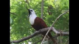 Araponga tricaronculé ThreeWattled Bellbird au Costa Rica [upl. by Lledraw]