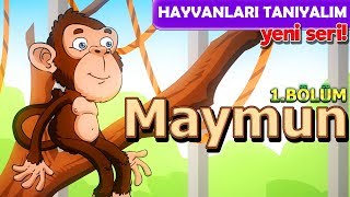 Alpi İle Hayvanları Öğreniyoruz 🐵 Maymunlar  Hayvanları Tanıyalım Okul Öncesi Çizgi Film [upl. by Sadnac]