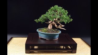 Juniper Procumbens Nana Are Very Popular As Beginner Bonsai Tree [upl. by Hyland]