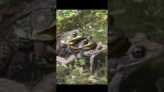 FROG POET SOCIETY  A Tale of Three Frogs poetry nature animalshorts naturepoetry [upl. by Fiann]