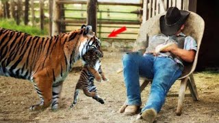 The Man Met A Mom Tiger But What She Did Changed His Life Forever [upl. by Krischer]