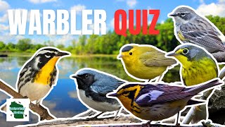 The Ultimate Eastern Warbler Song Quiz Can you Get all 37 Correct [upl. by Goebel]