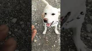 the kuci kuci dog chihuahua funny animal funnydog trending comedyvideos shortvideo [upl. by Thackeray983]