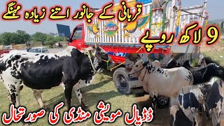 Dadyal cattle market situationSacrificial animals so expensive9 Lakh rupees Israr ahmed official [upl. by Illa306]