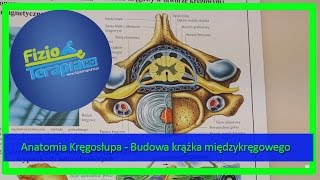 Anatomia Kręgosłupa  Budowa krążka międzykręgowego 5 FizjoTerapia HD [upl. by Hesther]