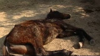 49 race horses left to die in stud farm outside Delhi [upl. by Bathsheba]