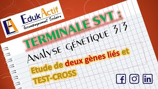 Lanalyse génétique  Terminale Spécialité SVT  Partie 33 Deux gènes liés et TestCross [upl. by Suilmann]