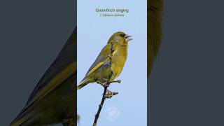 Greenfinch singing a beautiful song  Bird sounds [upl. by Kristo700]