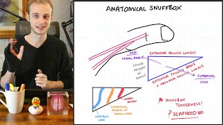 Anatomical Snuffbox Boundaries amp Contents  Draw Along Anatomy [upl. by Hsirrehc79]