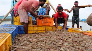 Litopenaeus Vannamei Culture  management practice of vannamei shrimp culture ponds [upl. by Nahsed215]