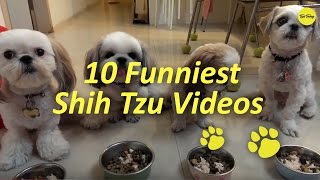 10 Funniest Shih Tzu Videos [upl. by Sseb969]