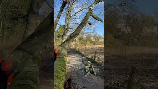 Technical tree felling to avoid damage to an ancient wall and farmers fence [upl. by Halli]