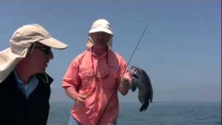 Jigging for Sea Bass with Bucktails and the Boa Jigr [upl. by Killoran]