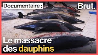 France  le massacre des dauphins [upl. by Ancel146]