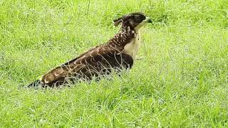 Crested Honey Buzzard younger fledgling Day 23 checks out plastic Part 6 [upl. by Loveridge]