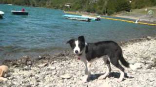 Border Collie Shonny 5 mesi [upl. by Pip]