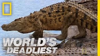 Croc Attack  Worlds Deadliest [upl. by Jeremy289]