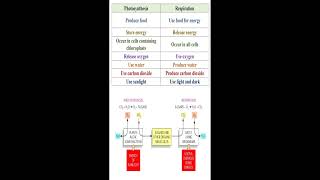 Different between Photosynthesis and Respiration geneticteacher [upl. by Htiel]