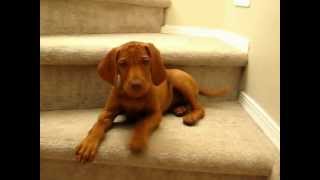 Vocal Puppy Vizsla at 10 weeks [upl. by Eiralav]