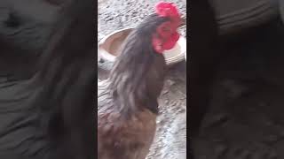 Rooster Breeds  Hen Breeds  Chicken Farming Tips  Poultry Care Advice  Egglaying Hens [upl. by Cirek]