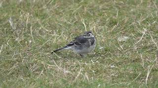 Young Pied Wagtail at the Round Pond [upl. by Arratoon]