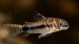 Salt and Pepper Cory Corydoras habrosus Species Spotlight [upl. by Ahsoik]