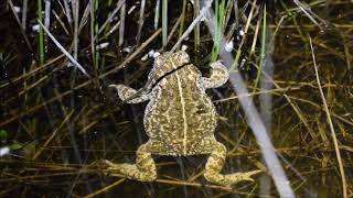 Le Crapaud calamite [upl. by Eastman]