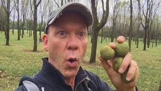 Stalking The Black Walnut Hull Juglans Nigra [upl. by Faucher181]