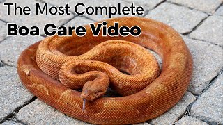 The Most Complete Boa Care Guide on YouTube [upl. by Ollecram]