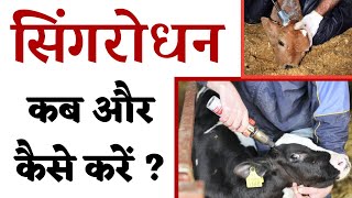 सिंगरोधन  कब और कैसे करें   DehorninginCow  disbudding in calf  dairy farming [upl. by Gennie]