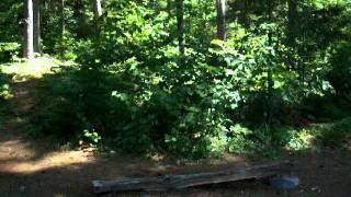 Algonquin Provincial Park  Bridle Lake Campsite [upl. by Ahsart680]