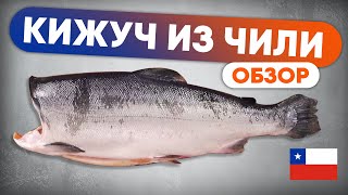 Обзор КИЖУЧ из Чили Обзор аквакультурного лосося [upl. by Florentia]