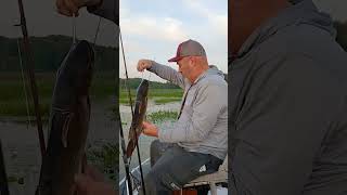 Doug Clark with a nice dog fish Barryton Michigan outdoorstoriesnation [upl. by Lauder]