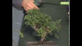 Bonsai nasıl budanır  cicekstracom [upl. by Garzon]