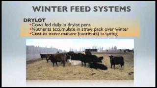 WBDC  Winter Feeding Beef Cows on Pasturemov [upl. by Attolrahc737]