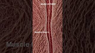 quotUnderstanding Muscle Fibers The Building Blocks of Muscle Tissuequot [upl. by Eirrac387]