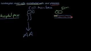 25  The chemicals of inflammation  Arachidonic AcidProstaglandinsLeukotrienesLipoxins [upl. by Cosme]