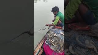 बाम मछली का बहुत ही शानदार शिकार हुआ है आज नहर में fishhunting2 fishing machlipakadna [upl. by Cowan]